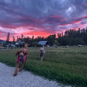 Meet your Posher, Alison